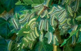 и не только они ...