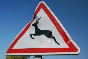 Осенью в дождливый серый день
Пролетала фура на Тюмень.
Выскочил навстречу ей олень - 
От него осталась только тень!..

И полетел олень
В свою страну оленью,
Он фуре повредил
Систему управленья,

И фура вся помята,
Всё оттого, ребята,
Что за рулём сидел другой олень.

Девушка такая симпатичная пела из готов в КВНе