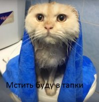 Сумасшедший кот, который обожает принимать душ