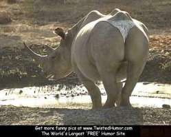 Гламурные красотки