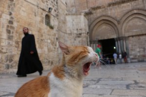 Котодзин в 5 утра.... "Мяяяяяяяяяяяууууссссаааааааааааа!!!"