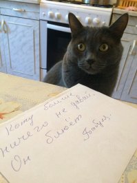 “Псс, еда есть? А если найду?” Нахалёнок кот и добрые соседи или  инструкция по выживанию