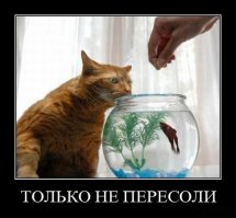 Негламурные котики