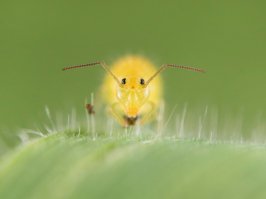 "Я пришла к тебе с приветом рассказать, что солнце встало...")))
Доброе фото)