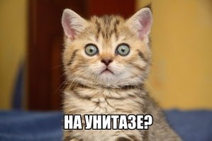 Сумасшедший кот, который обожает принимать душ