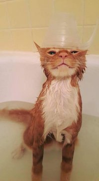 Сумасшедший кот, который обожает принимать душ