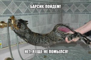 Сумасшедший кот, который обожает принимать душ