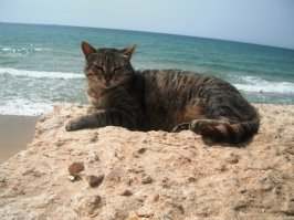 Ну раз уж в подборке были котики из Иерусалима и Тель-Авива, выложу еще несколько их земляков. 
Три котика из Тель-Авива - Яффо
Один Цфатовский оборванец...съевший половину моей шаурмы