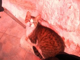 Ну раз уж в подборке были котики из Иерусалима и Тель-Авива, выложу еще несколько их земляков. 
Три котика из Тель-Авива - Яффо
Один Цфатовский оборванец...съевший половину моей шаурмы