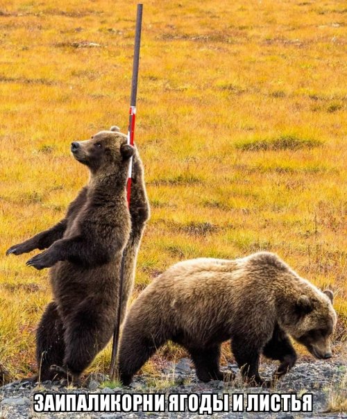 Трутся спиной медведи: гризли нашли на обочине дороги идеальный столб, чтобы почесаться