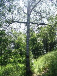 На всю эту нечесть,наша берёза со склона горы Голгофа.