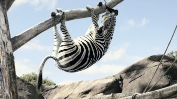 В Сербии озаботились растущим потоком туристов-зоофилов