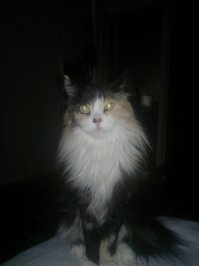 Сильва. Не принцесса, а царица (по характеру). Такую сволочь еще поискать нужно :)