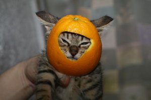 Шлем на ночь одевай ей: