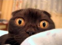 Переломный момент наступает, когда котяра первый раз получает тапком по е..льнику, и уже никогда на тебя так не смотрит, а ищет куда бы съе...ться.