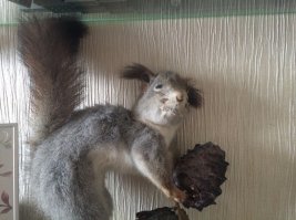 Как я словил белочку