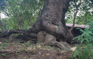 25 деревьев, которые похожи на что-то совсем другое