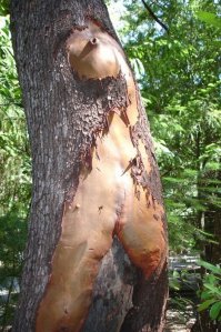 25 деревьев, которые похожи на что-то совсем другое