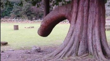 25 деревьев, которые похожи на что-то совсем другое