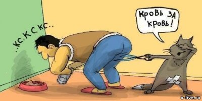 Достоинства лишили: реакция кота, осознавшего, что его кастрировали