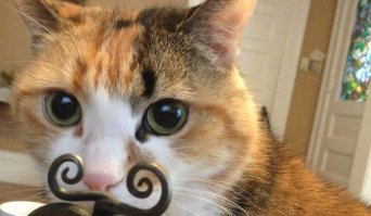 Кошки, которые испортили хозяевам селфи