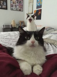 Кошки, которые испортили хозяевам селфи