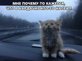 22 потрясающих котов, которые сломали систему