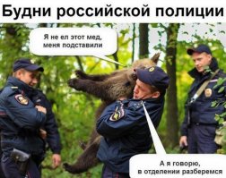 Счастливый впервые в жизни: в Украине освободили медведя, который 16 лет использовался для притравки