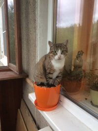 Примерно вот так в прошлом году выглядел 3,14-ц для 86 кустов черники.