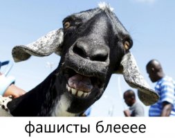 В Сербии озаботились растущим потоком туристов-зоофилов