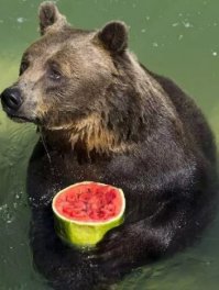 - утром на дискотеку?
- не, я  к медведям.