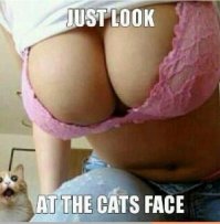 Только посмотрите на выражение морды этого кота!!!