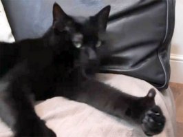 Кошки, которые испортили хозяевам селфи