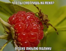 Смешные картинки с надписями