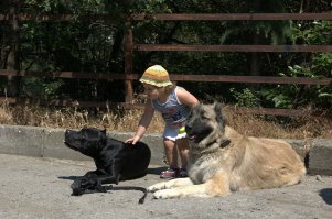 не скажи. нужно время, нужен хороший кинолог, который увидит- сломана собака или наоборот, просто депресняк жуткий...
постил не раз уже фотку, ей лет уже 5.
амстаф, сменил трёх хозяев, третьи на усыпление вели.
ветеринар позвонил знакомому кинологу, то её с разрешения хозяев просто забрал...
Диагноз- необоснованная злость, неадекват, полное отсутствие послушания.
Спустя два месяца:
дочка моя, кавказина тоже)