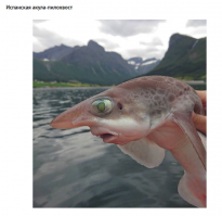 Сдаётся это всё-таки армянская акула