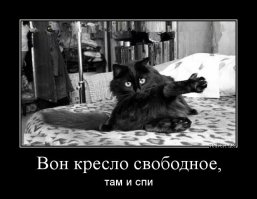 Животные-наглецы: большая подборка для хорошего настроения!