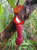 Не могу вспомнить название. Это Durex или Contex?