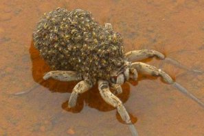 Вот как раз такая хрень появилась у нас перед входной дверью неделю назад.   Тарантулиха с паучатами на спине. Немного зазеваться - и можно было на вещах втащить эту тварь в прихожку.  Пока бегала за пинцетом, пока запихивала тварь в банку - фотографировать было некогда. Хорошо, хоть паучата крепко за мамку держались, не разбежались. А ведь октябрь на дворе, и совсем не Австралия.