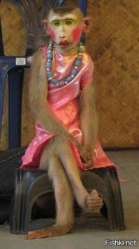 самое короткое изложение эволюционного бреда