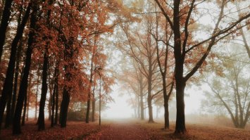 наш парк на Чухонке (Питер, Колпино)