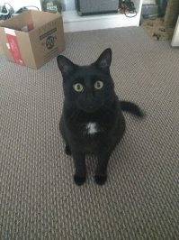 7-8 мес примерно. И кормим кормом для чиканных.