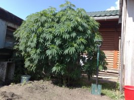 За окном растут огромные кусты конопли!