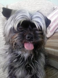 В жизни не боялась собак пока не появился у меня вот это мелкий "гремлин" С виду ангел, а на деле - бесенок. Его прежние хозяева не приучили его ни к чему, не ухаживали толком, у него на прикосновения реакция - укус, а лечить вообще невозможно. Когда заболел энтеритом, два медбрата его держали, а третий капельницу ставил и держал. И вот я, смелая и бесстрашная по отношению к собам все свои 50 лет боюсь этого мелкого чертенка, и не знаю что делать.