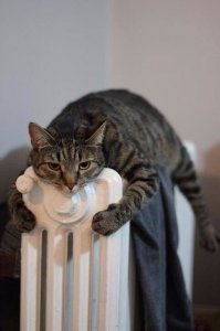Садисты!!! Котики против того, чтобы закрывать батареи