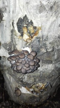 Молоденькие полезли