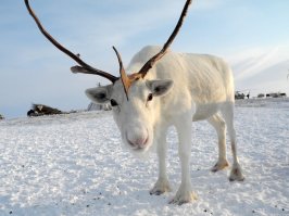 Просто не скучные картинки