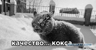 Главный инженер