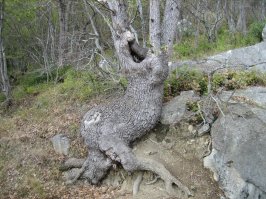 Кричащее дерево