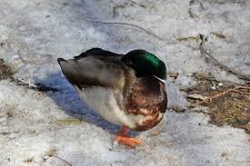 если у утки не мерзнут лапы, нахрена она делает так?